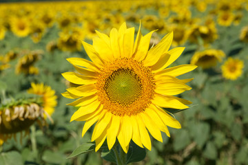 Поле с цветущими цветами подсолнуха
