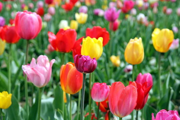 Colorful tulips on a field - mix of red, yellow, orange, violet, pink and white