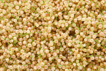 White juicy currants background. Top view. Healthy food.