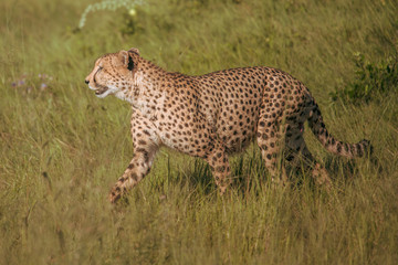 Naklejka premium African cheetah, Masai Mara National Park, Kenya, Africa. Cat in nature habitat. Greeting of cats (Acinonyx jubatus)