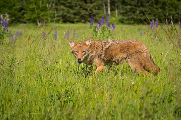Coyote (Canis latrans) Looks Out Licking Nose