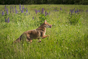 Coyote (Canis latrans) Leaps Right Motion Blur