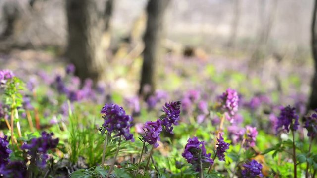 Sun rays on corydalis cava in forest. Field of spring blue flowers. First spring plants