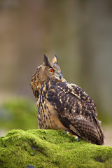 The Eurasian eagle-owl (Bubo bubo) , portrait in the forest. Eagle-owl sitting in a forest on a rock.
