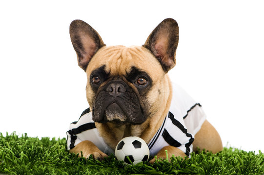 Bulldogge mit Fußball isoliert auf weißem Grund