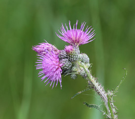 Blooming Cirsium palustre, the marsh thistle or European swamp thistle