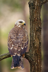 The black kite (Milvus migrans) sitting on the tree. Black kite in the forest.