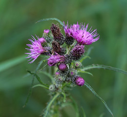 Blooming Cirsium palustre, the marsh thistle or European swamp thistle