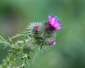 Blooming Cirsium palustre, the marsh thistle or European swamp thistle