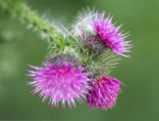 Blooming Cirsium palustre, the marsh thistle or European swamp thistle