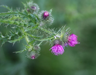 Blooming Cirsium palustre, the marsh thistle or European swamp thistle