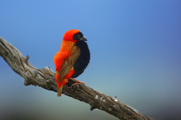 The southern red bishop or red bishop (Euplectes orix) sitting on the branch with blue background. Red passerine at courtship.