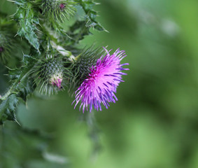 Blooming Cirsium palustre, the marsh thistle or European swamp thistle