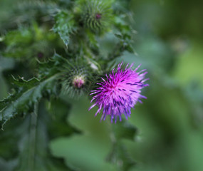 Blooming Cirsium palustre, the marsh thistle or European swamp thistle