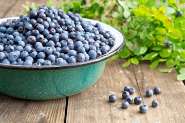 Fresh Bilberries from a bowl on old wooden table. Leaves with berries Bilberries on the Bush for background.Blueberries crumbled on the table