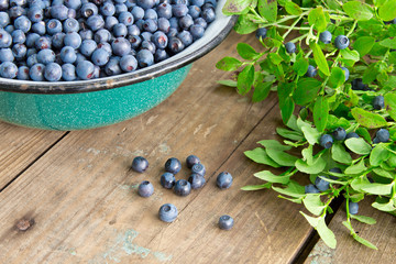 Fresh Bilberries from a bowl on old wooden table. Leaves with berries Bilberries on the Bush for background.Blueberries crumbled on the table