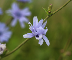 closeup Common chicory, (Cichorium intybus) blooming in the summer season