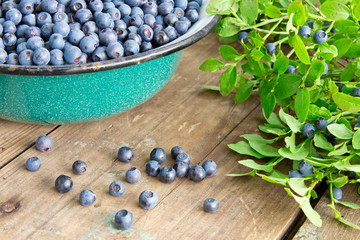 Obraz na płótnie Canvas Fresh Bilberries from a bowl on old wooden table. Leaves with berries Bilberries on the Bush for background.Blueberries crumbled on the table