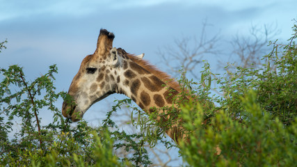 Giraffe beim Fressen von Blättern von einem Baum in Afrika © Michael