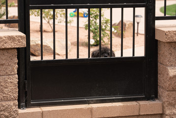 Dog Behind Fence Bars Looking In
