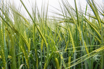 Obraz premium Grüne Gerste im Frühling