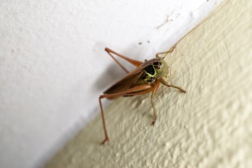 Grasshopper on a wall Closeup macro 