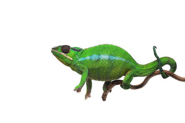 Green lizard Panther chameleon isolated on white background