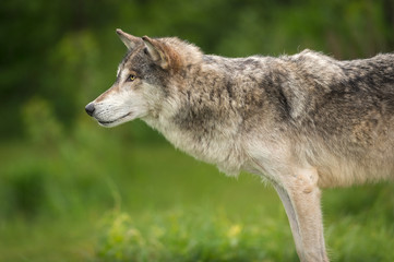 Fototapeta premium Grey Wolf (Canis lupus) Leans Forward