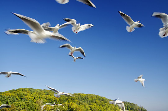 The seagulls fly over pier in Gdynia Orlowo, Poland
