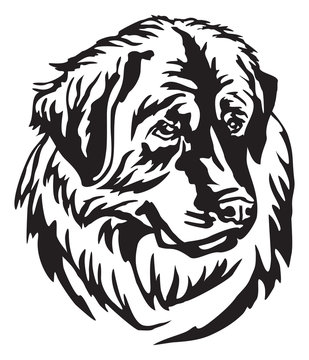 Decorative portrait of Dog Leonberger vector illustration