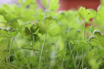 Foglie di Prezzemolo