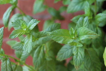 Menta