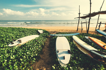 Surfboards are on the beach at erly morning time on the surf point in Sri Lanka - obrazy, fototapety, plakaty