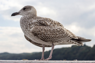 Closeup of seagull bird standing next to water