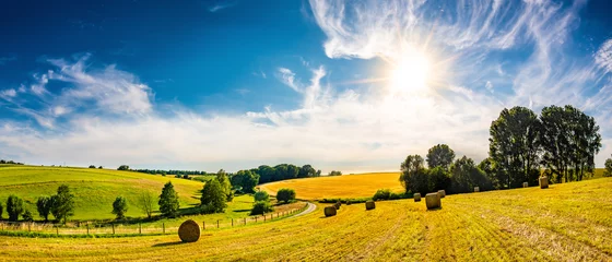 Poster Landschap in de zomer met felle zon, weilanden en gouden korenveld op de achtergrond © Günter Albers