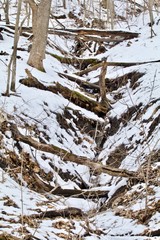 Fallen Tree Ravine