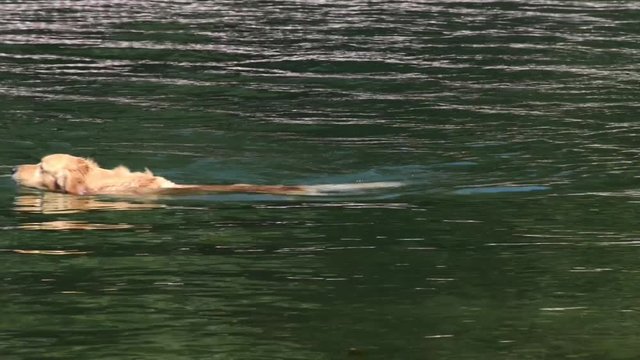 Cane della razza golden retriever seduto nell'acqua si gusta il bagno ed osserva i pesci