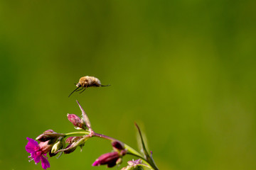 Rare forest insect with a long proboscis flies on a flower to pollinate it. Bombylius sp.