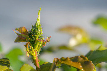 Fat green aphids on the Bud of a rose flower. Close-up, copy space