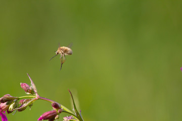 Rare forest insect with a long proboscis flies on a flower to pollinate it. Bombylius sp.