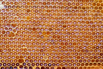 bee honeycombs frontally