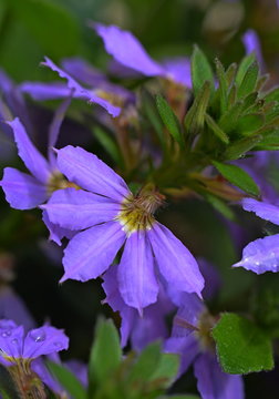 Bl&uuml;te der F&auml;cherblume