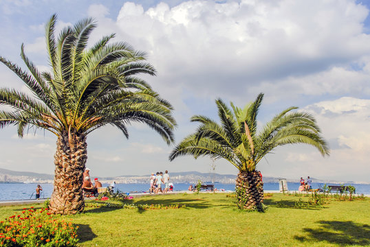 Istanbul, Turkey, 3 August 2012: Palms at Buyukada, Princes Islands district of Istanbul