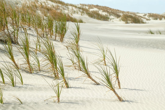 Golden sand sedge, or pingao, growing on a dune on a sandy beach at Manukapua Island, New Zealand.