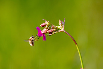 Bee - bombylius major on green background. Pollinate flower. Bee with long proboscis flies on a flower