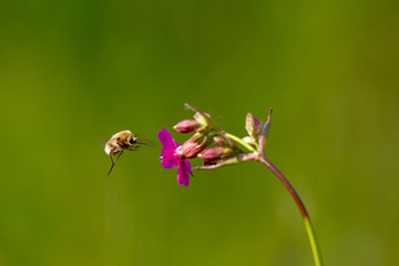 Bee - bombylius major on green background. Pollinate flower. Bee with long proboscis flies on a flower