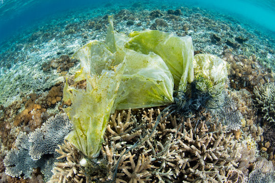 Discarded Plastic Caught on Corals Underwater