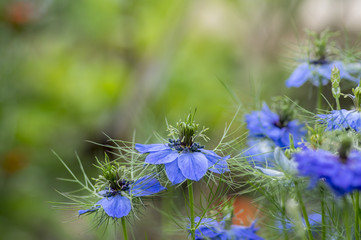 Nigella damascena early summer flowering plant with different shades of blue flowers on small green shrub, ornamental garden