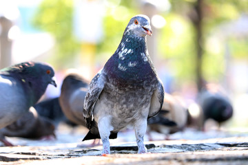 Rock pigeon (columba livia domestica) in frontal view sitting on cobblestones in front of a group of blurry pigeons in berlin
