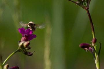 Bee - bombylius major on green background. Pollinate flower. Bee with long proboscis flies on a flower